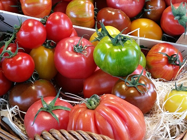 La cucina italiana: Tomaat, van curiosa tot basisingrediënt
