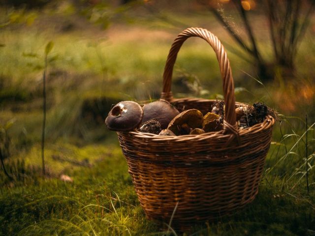 Funghi, paddenstoelen uit het wild
