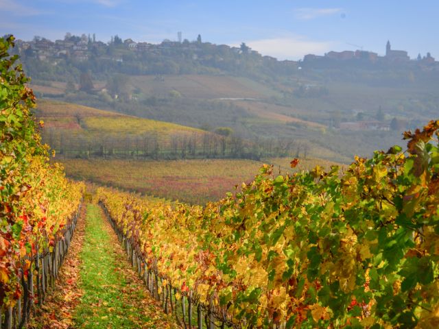 Wijn per regio 11: Le Marche