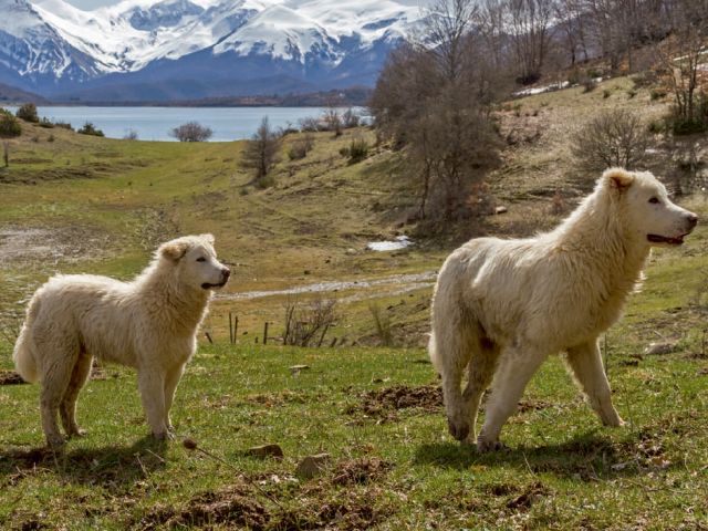 De pastore maremmano abruzzese: authentiek en eigenzinnig
