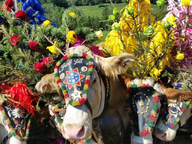 Taalbad: Trentino en de Almabtrieb
