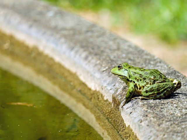 Mythen en sagen rond het Comomeer (8): Sorico, een volk van kikkers
