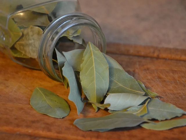 Smaakmakers uit de Italiaanse keuken (10): LAURIER • ALLORO