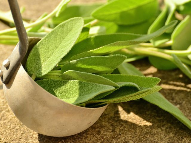 Smaakmakers uit de Italiaanse keuken (4): SALIE • SALVIA