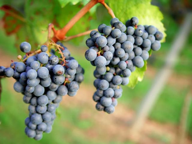 Italiaanse druivenrassen 24: Aleatico