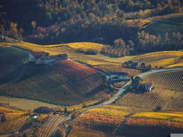 Italiaanse druivenrassen 16:  Barbera