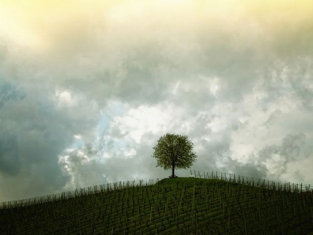 Italiaanse druivenrassen 38: Bianchello