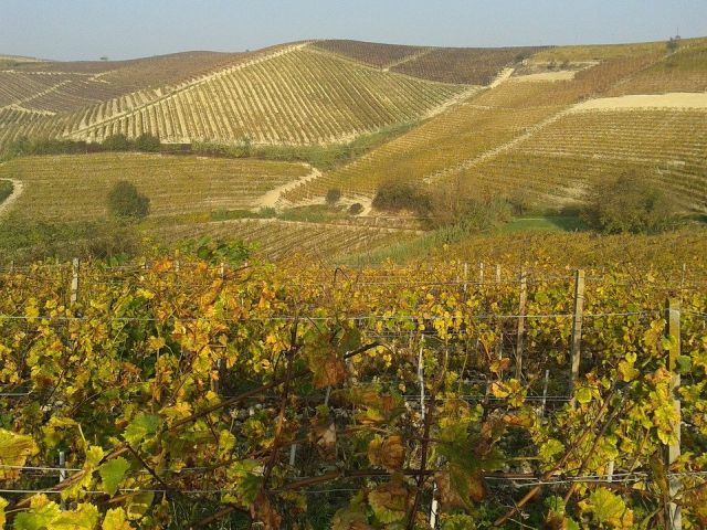 Italiaanse druivenrassen 27: Brachetto