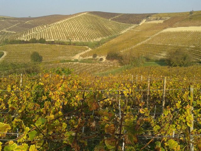 Italiaanse druivenrassen 17: Dolcetto