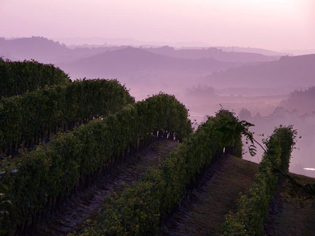 Italiaanse druivenrassen 28: Erbaluce