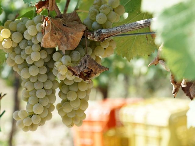 Italiaanse druivenrassen 29: Falanghina