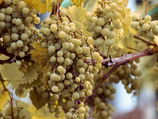Italiaanse druivenrassen 3: Greco di Tufo
