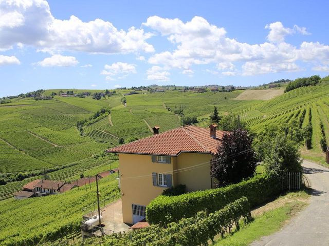 Italiaanse druivenrassen 35: Grignolino