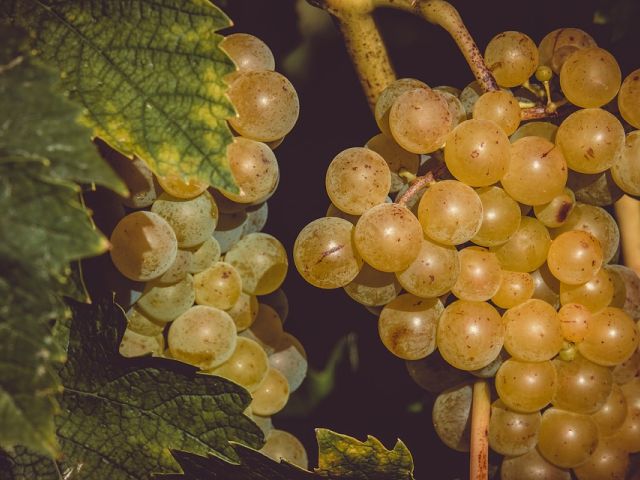 Italiaanse druivenrassen 12: Grillo