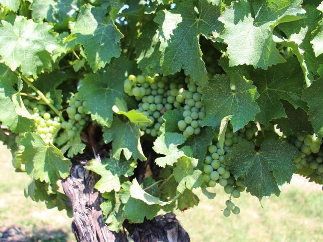 Italiaanse druivenrassen 21: Ansonica (Inzolia)
