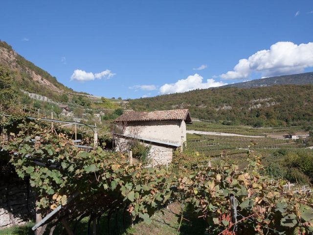 Italiaanse druivenrassen 36: Lagrein