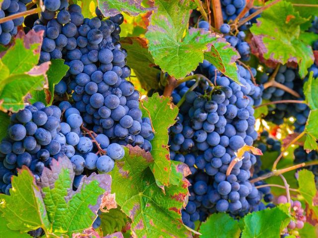 Italiaanse druivenrassen 11: Montepulciano