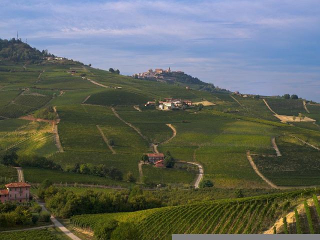 Italiaanse druivenrassen 2: Nebbiolo