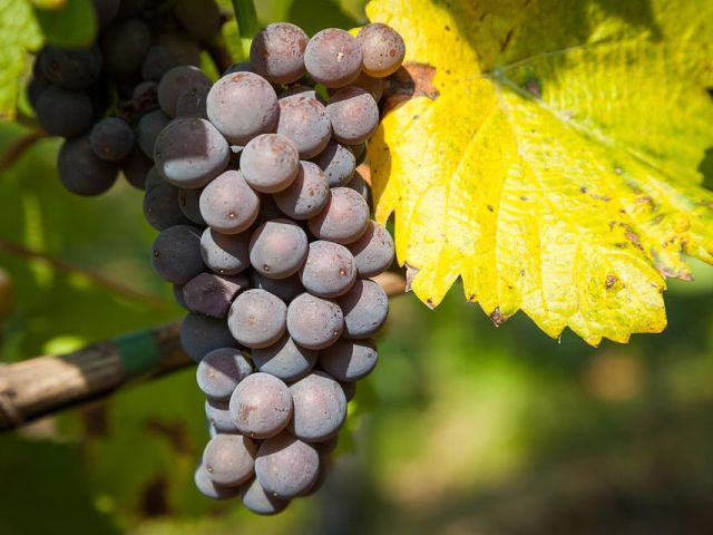 Italiaanse druivenrassen 22: Nerello Mascalese