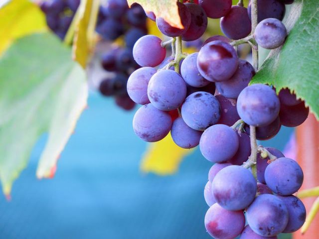 Italiaanse druivenrassen 15: Nero d’Avola