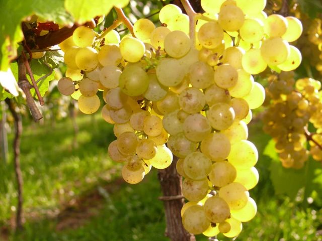 Italiaanse druivenrassen 43: Pecorino