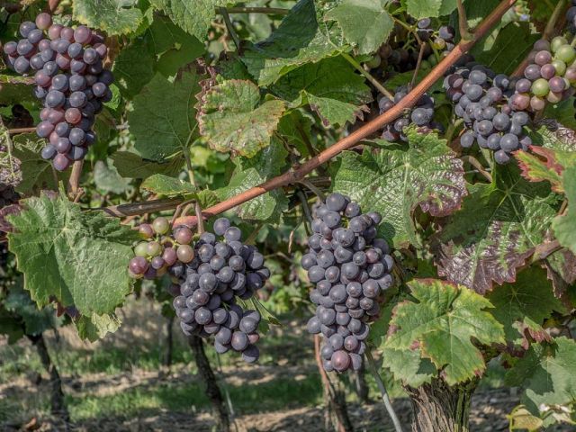 Italiaanse druivenrassen 26: Raboso