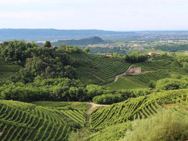 Italiaanse druivenrassen 39: Refosco