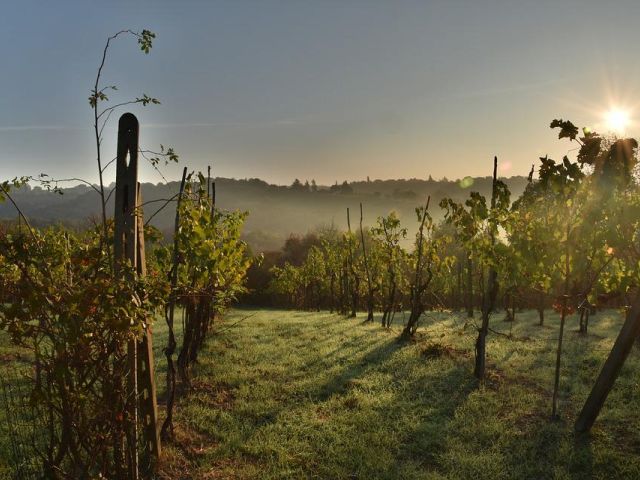 Italiaanse druivenrassen 23: Sagrantino
