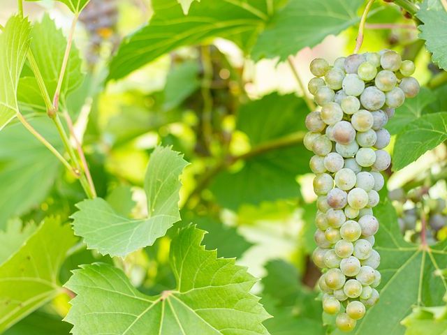 Italiaanse druivenrassen 18: Trebbiano