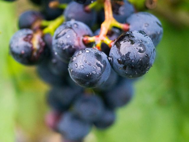 Italiaanse druivenrassen 40: Uva di Troia