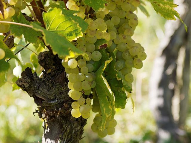 Italiaanse druivenrassen 13: Verdicchio