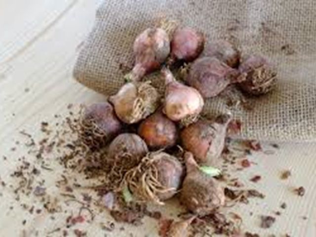 Cibo Italiano (15): Lampascione