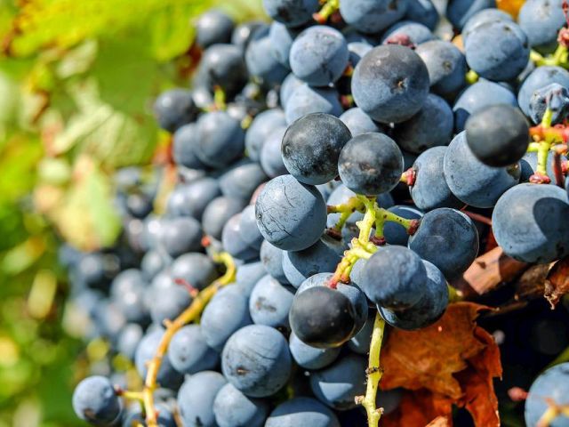 Italiaanse druivenrassen 44: Magliocco