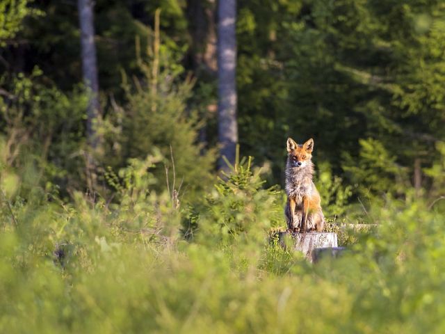 Mythen en sagen rond het Comomeer (47): De vos en de wolf