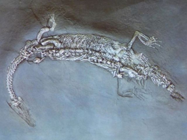 Mythen en sagen rond het Comomeer (57): De Lariosaurus
