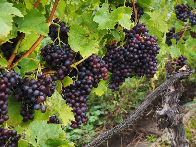Italiaanse druivenrassen 7: Primitivo