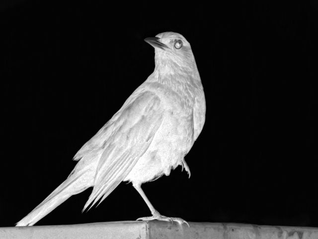 Mythen en sagen rond het Comomeer (82): De witte merel