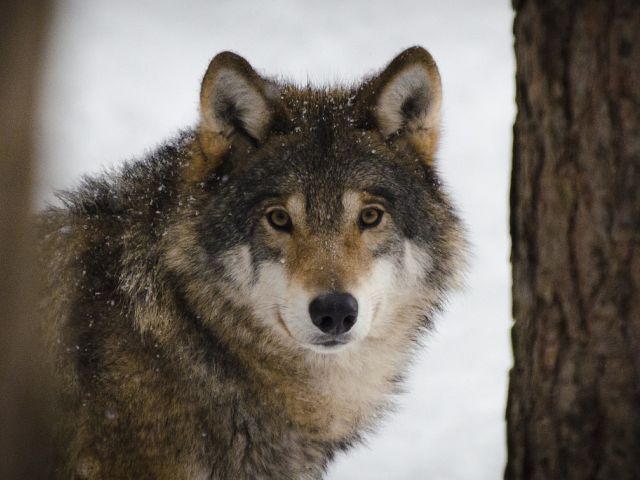 Mythen en sagen rond het Comomeer (87): Bang voor de wolf