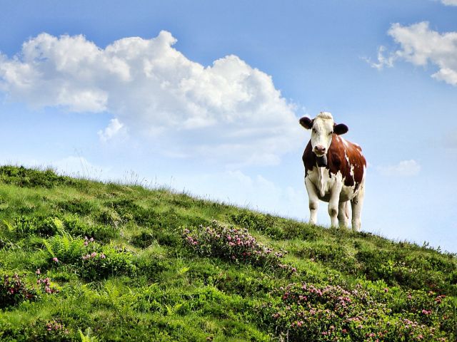 Legendes uit het Valchiavenna (11): De heksenmeesters op de Alp d’Arnasca