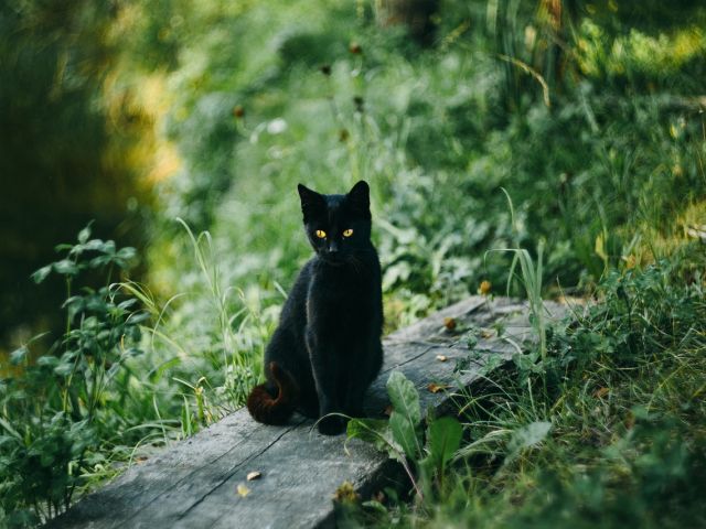 Legendes uit het Valchiavenna (10): Verhalen over zwarte katten