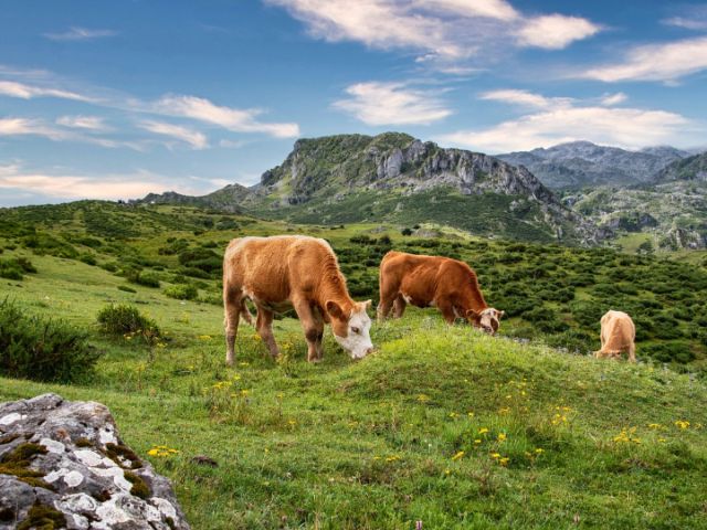 Legendes uit het Valtellina (89): De Wildeman en het geheim van de Donkere Vallei