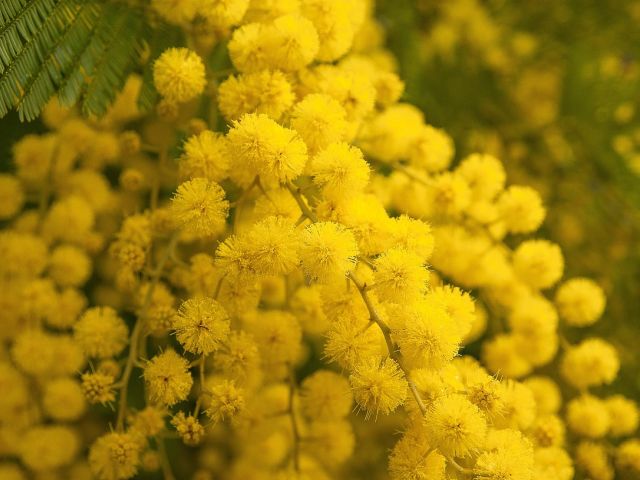 Waarom geeft men mimosa tijdens La Festa della Donna?
