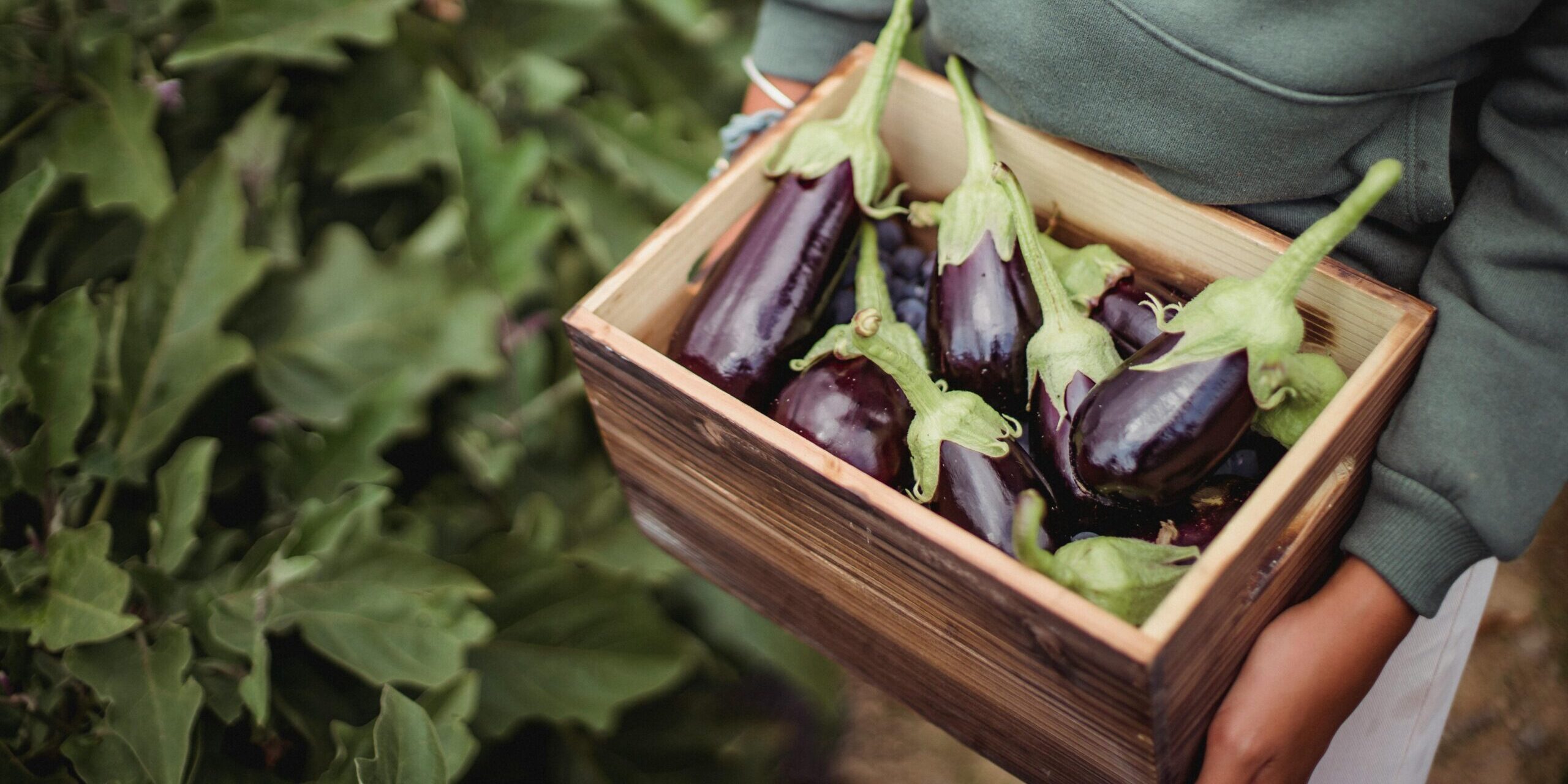 La cucina italiana: Madame aubergine, een purperen elegantie
